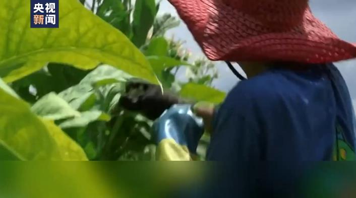 新聞觀察丨現(xiàn)代奴隸制 美國經(jīng)濟(jì)的“黑色地帶” 家政行業(yè)陰影